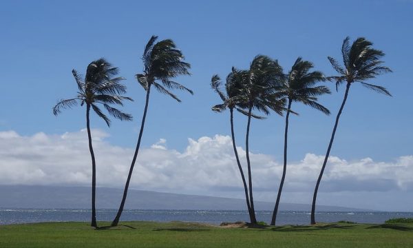 Palmas hawai