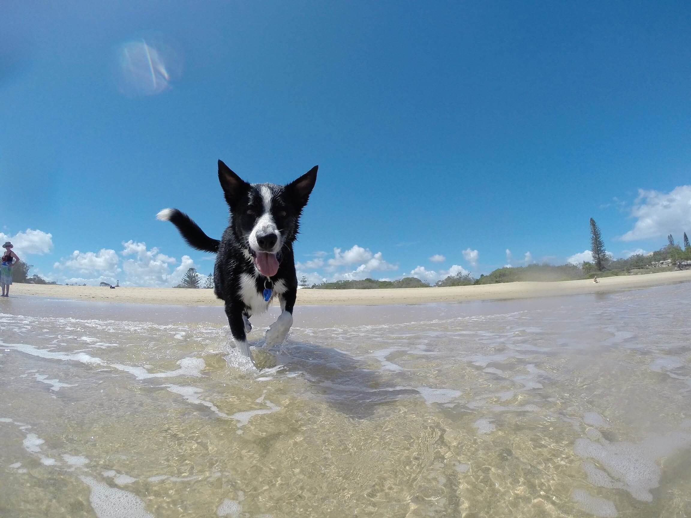 playas que aceptan perros en Miami