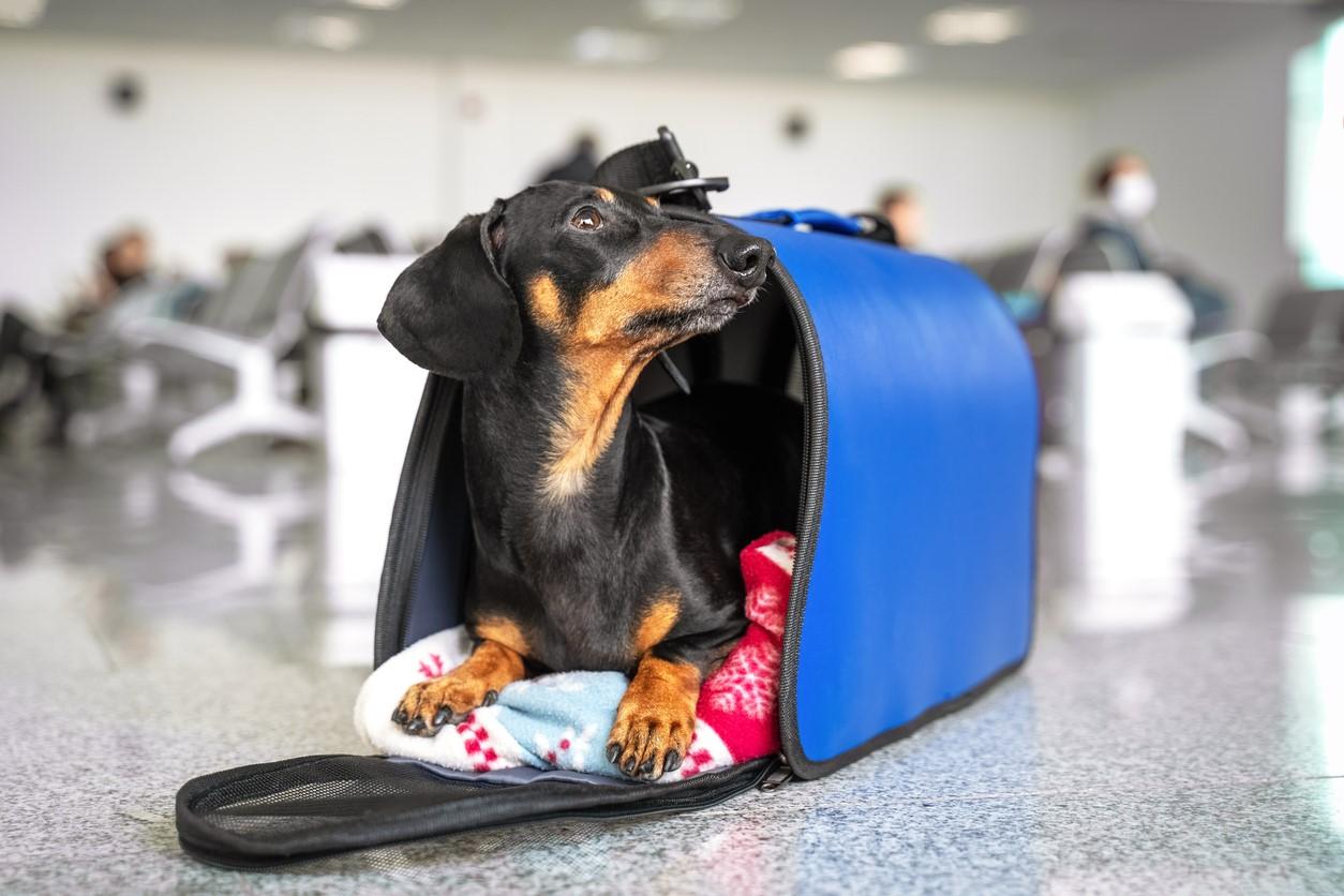Cómo viajar con un perro en avión a Estados Unidos