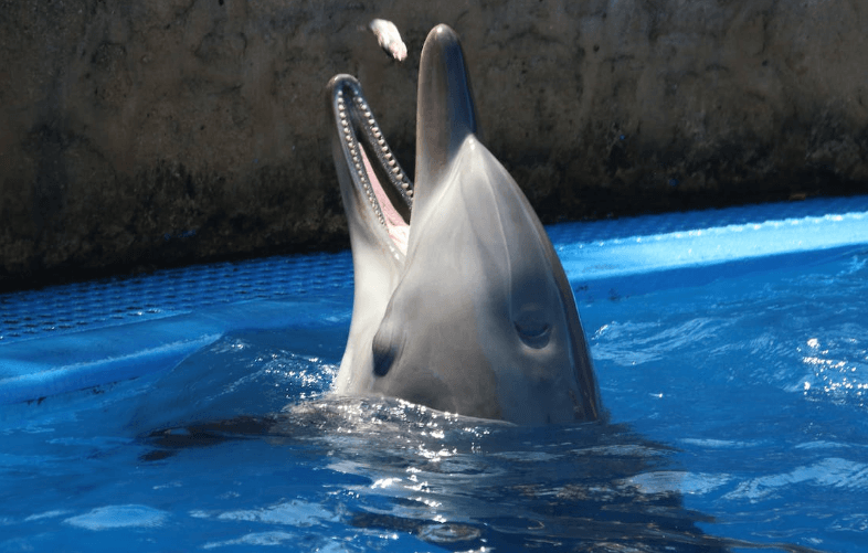 Nadar con delfines USA