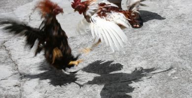 mejores galleras por Estados Unidos